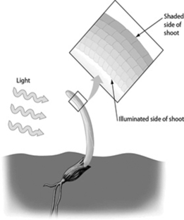 -What kind of plant response is represented by the bending of the shoot in this figure?
