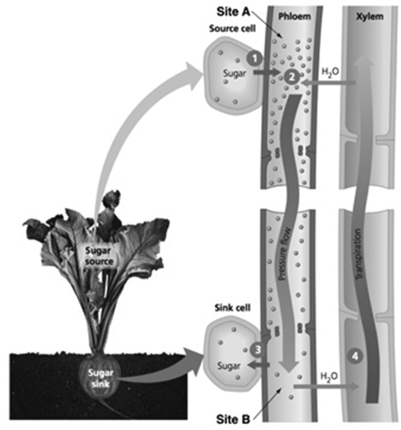 -In the figure, for water to flow from Site B to the adjacent xylem ________.
