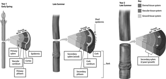 Use this figure to answer the questions. -Examine the figure. What process occurs in the cork cambium?