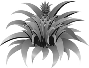 Read the following scenario to answer the questions. The pineapple, grown for its sweet fruit, is a tropical monocot with a diploid number of 50. It can live for many years. The plant starts as one short stem with tough leaves. The flowers of the pineapple are located as a cluster at the very top of the stem. After pollination, the single fruit forms from the fusion of the ovaries of the flowers in the cluster. The seeds are located just underneath the surface of the fruit. The pineapple fruit is harvested by cutting at the base of the fruit. After the first fruit is produced, side shoots grow from the main stem, which can go on to produce additional fruits. -The first pineapple on a plant develops from ________, whereas the pineapples from the second harvest of the same plant develop from ________.
