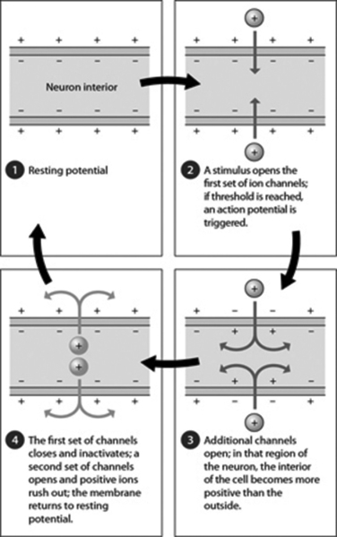 <strong>In the figure, in which step is threshold reached if the stimulus is strong enough and a sufficient number of channels open? </strong> A)Step 1 B)Step 2 C)Step 3 D)Step 4