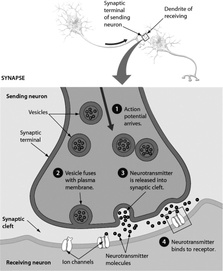 Examine the synaptic cleft presented in the figure. What occurs after step 4?  