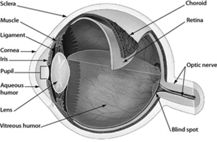 The figure shows the human eye. Which part of the eye gives the eye its color?  