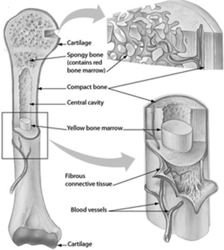 <strong>The figure shows the structure of the humerus, a bone found in your upper arm. Which part of a bone contains stores fat? </strong> A)red bone marrow B)cartilage C)spongy bone D)yellow bone marrow