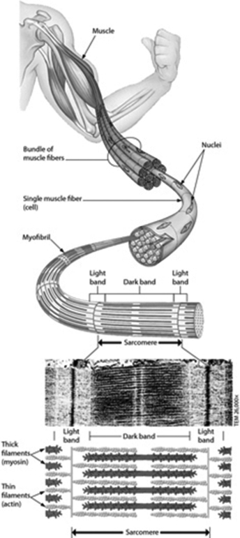 Examine the structure of a muscle cell in the figure. Which statement about muscle structure is TRUE?  