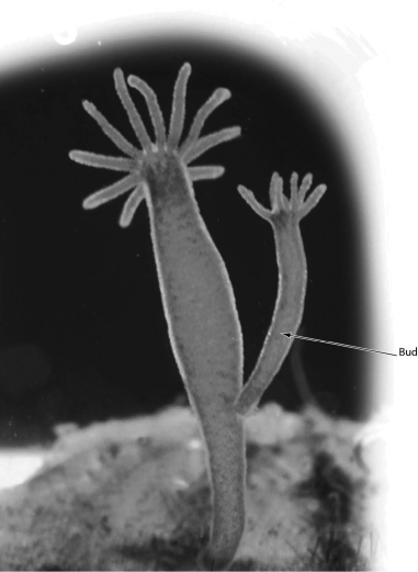 <strong>The animal in the accompanying figure illustrates ________. </strong> A)fission B)regeneration C)asexual reproduction D)growth of male reproductive structures