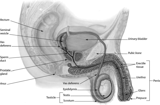 <strong> The figure shows male reproductive anatomy. In a human male reproductive system, ________.</strong> A)sperm mature in the urethra B)the vas deferens conducts sperm between the testis and epididymis C)the sperm travel through the sperm duct before reaching the urethra during ejaculation D)sperm mature in the prostate gland