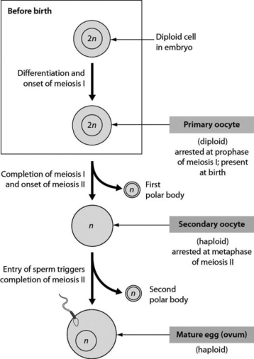 <strong>The figure shows oogenesis. What is the function of the polar bodies that are produced during oogenesis? They are a mechanism that allows for ________. </strong> A)the shedding of excess cytoplasm during the production of a haploid ovum B)the shedding of excess genetic material during the production of a haploid ovum C)the shedding of excess mitochondria during the production of a haploid ovum D)streamlining of the ovum so as to facilitate the penetration of an ovum by a sperm