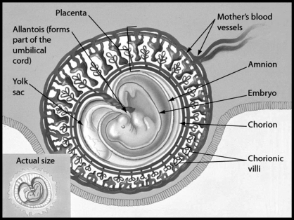 <strong>The figure shows a human embryo 31 days after conception. Which structure is part of the placenta? </strong> A)embryo B)chorion C)amnion D)yolk sac
