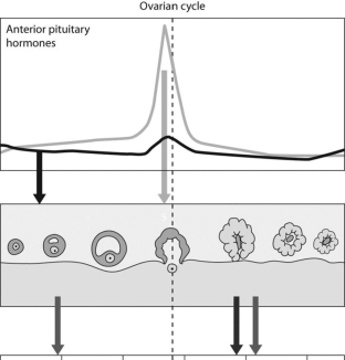 <strong> What does the ovarian cycle image illustrate?</strong> A)The peak of luteinizing hormone occurs slightly before mid-cycle. B)Ovulation occurs well before mid-cycle. C)The level of luteinizing hormone does not change much during the cycle. D)The level of progesterone spikes just before mid-cycle.