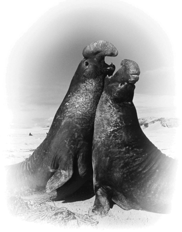 <strong>Examine the figure below. The behavior exhibited by these elephant seals is promoted by ________. </strong> A)growth hormone, which has brought about full body size B)testosterone, which has brought about sexual maturity C)antagonistic hormones, which cause aggression