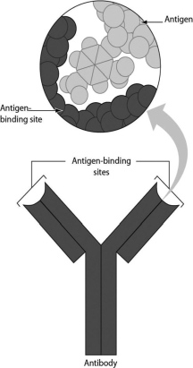 <strong>The figure shows a Y-shaped antibody molecule. How many protein chains are found in an antibody? </strong> A)one B)two C)three D)four