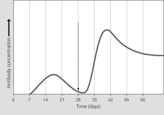 <strong>The figure shows the concentration of antibodies for an antigen produced by Clostridium tetani, a bacterium that causes tetanus. What could trigger the increase in antibody production marked by the arrow? </strong> A)a decrease in antigen concentration B)an increase in histamine production C)an initial exposure to Pseudomonas aeruginosa, a bacterium that causes pneumonia D)a second exposure to Clostridium tetani