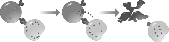 <strong>Examine the figure. Which process is this figure modeling? [Art: from Figure 24.10 - please remove all text labels and arrows (except for the large blue ones]  </strong> A)a mast cell releasing histamine after a person burned their finger B)a cytotoxic T cell killing an infected skin cell C)a B cell producing antibodies against the cold virus D)an allergic response after exposure to peanut dust <div style=padding-top: 35px> 