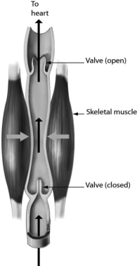 <strong>Please refer to the following art to answer the following questions.   The one-way flow of blood in veins is maintained by ________.</strong> A)blood pressure B)muscles pressing against the veins C)their thick walls D)valves <div style=padding-top: 35px> 