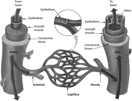 <strong>Examine the structure of blood vessels in the figure. Which vessel has the structure best suited to chemical exchange between the blood and tissues?  </strong> A)venule B)capillary C)arteriole D)artery <div style=padding-top: 35px> 