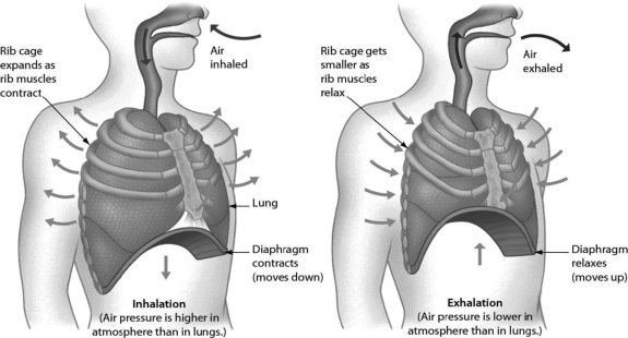 <strong>Examine the figure shown. During breathing in humans, ________.  </strong> A)the diaphragm moves downward and the rib muscles contract, increasing the size of the chest cavity and decreasing the air pressure within the chest cavity B)the nasal cavities expand and the diaphragm relaxes C)the diaphragm and rib muscles contract, decreasing the size of the chest cavity and increasing the pressure within the chest cavity D)the diaphragm moves downward and the rib muscles relax, increasing the size of the chest cavity and decreasing the air pressure within the chest cavity <div style=padding-top: 35px> 