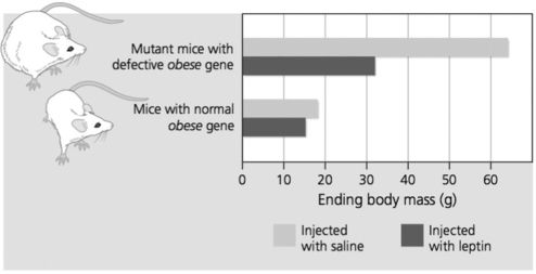 The data below are from an experiment that tested the effect of leptin on mice with a normal obese gene and mice with a defective obese gene. Assume that the experiment began with a group of mutant mice that were all the same mass, and a group of normal mice of the same mass. -A mouse escapes its cage, and researchers cannot tell if it is a mutant mouse or a normal mouse. What procedure and result would confirm that this mouse is a mutant mouse?