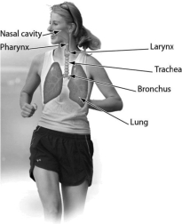 <strong>One function of this organ system is ________. </strong> A)thermoregulation B)excretion C)exchange of gases between the blood and air D)transport of substances throughout the body