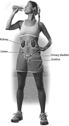 <strong>One function of this organ system is ________. </strong> A)excretion of urea B)production of gametes C)protection of the body D)thermoregulation