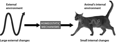 <strong>The figure below shows that ________. </strong> A)homeostatic mechanisms allow cats to sense their external environments B)homeostatic mechanisms allow cats to use their internal conditions to affect their external environments C)cats experience no variations in their internal conditions D)homeostatic mechanisms allow cats to maintain relatively constant internal conditions even when the external environment changes