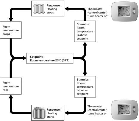 <strong> Examine the figure above that shows negative feedback in a thermostat. If the room becomes too warm, the next thing that will occur is ________.</strong> A)heating stops B)the set point decreases C)the room cools D)the heater is turned off