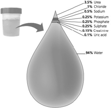 <strong> How did the solutes of urine, shown in this schematic, become part of urine?</strong> A)filtration and secretion B)reabsorption C)excretion D)osmosis