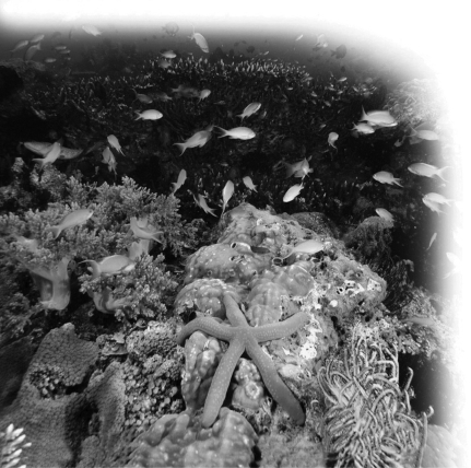 <strong> Refer to the accompanying figure. Together, all of the living components of the coral reef represent a(n)________.</strong> A)population B)species C)community D)ecosystem