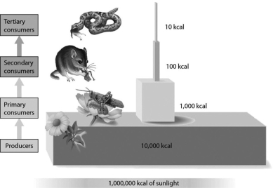<strong>If there were an additional trophic level in this figure that consisted of organisms that prey on snakes, about how much energy would be available to organisms at that trophic level? </strong> A)100 kcal B)90% C)1 kcal D)10 kcal