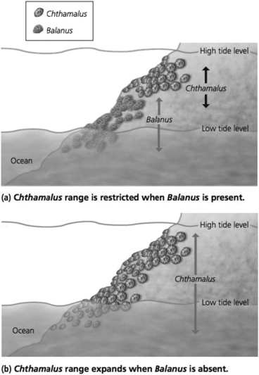 <strong> Examine the figure. If both barnacle species (Chthalamus and Balanus)had identical niches, but Balanus is a superior competitor, how would the figure need to be changed? Assume the captions would be edited appropriately.</strong> A)Chthalamus would not be present in in (a)and Balanus would be distributed to the high tide line. B)Chthalamus would not be distributed below the low tide line in (b). C)Balanus would be between the low and high tide lines, and Chthalamus below the low tide line in (a).