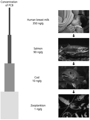 <strong> Examine the figure. Zooplankton feed on phytoplankton that are contaminated by PCBs in the water. Which comparison correctly describes the concentration of PCBs in different trophic levels?</strong> A)Primary consumers have higher PCB concentration than secondary consumers. B)Quaternary consumers have the highest PCB concentration. C)Tertiary consumers have the highest PCB concentration. D)Cod has a higher PCB concentration than the secondary consumers.