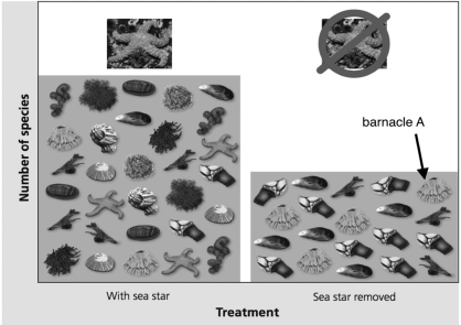 <strong> The figure shows the results of an experiment where sea stars were removed from communities. What is the sea star's role in the community?</strong> A)The sea star is a keystone species, because its presence maintains diversity. B)The sea star is an invasive species, because its absence reduces diversity. C)The sea star competitively excludes other species from the community.