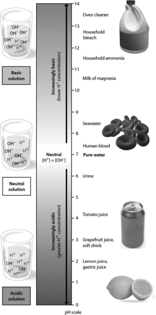 <strong>Examine the pH scale below. How does grapefruit juice compare to lemon juice? </strong> A)Grapefruit juice has 100 times higher H<sup>+ </sup>concentration than lemon juice. B)Lemon juice has 10 times higher H<sup>+</sup> concentration than grapefruit juice. C)Lemon juice has 100 times higher H<sup>+</sup> concentration than grapefruit juice. D)Grapefruit juice has 10 times higher H<sup>+</sup> concentration than lemon juice.