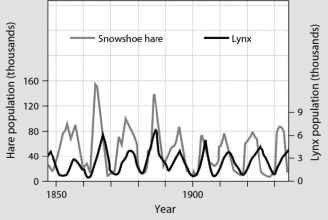 <strong>The figure shows population cycles of snowshoe hare and lynx. Recent field studies suggest that the most likely explanation for these cycles is ________.  </strong> A)periodic winter storms B)excessive predation of snowshoe hares C)environmental disturbances including fire D)usually hot and dry summers <div style=padding-top: 35px> 
