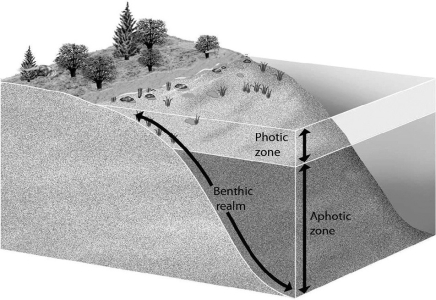 <strong>The figure shows regions of an ocean. In what region do phytoplankton live? </strong> A)aphotic zone B)benthic realm C)photic zone