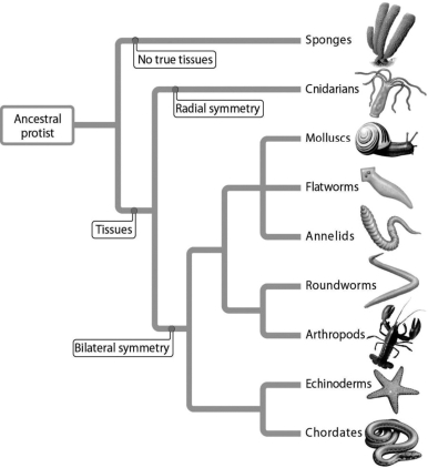 <strong> The phylogenetic tree indicates that annelids are most closely related to ________.</strong> A)chordates B)arthropods C)molluscs D)echinoderms