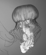 <strong>What type of symmetry does this organism exhibit? </strong> A)asymmetrical B)radial C)bilateral