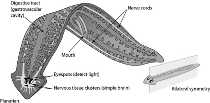 <strong>The figure shows a simple worm. Bilateral symmetry and a highly branched gastrovascular cavity all suggest that the worm is a(n)________. </strong> A)annelid B)mollusk C)chordate D)flatworm