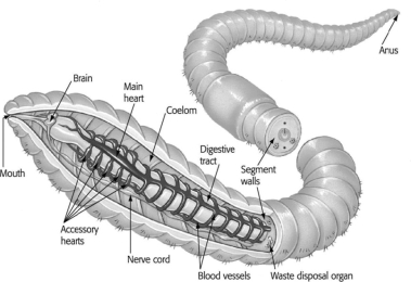 <strong>In the image, the segmented body of the worm suggests that it is a(n)________. </strong> A)annelid B)arthropod C)snake D)roundworm
