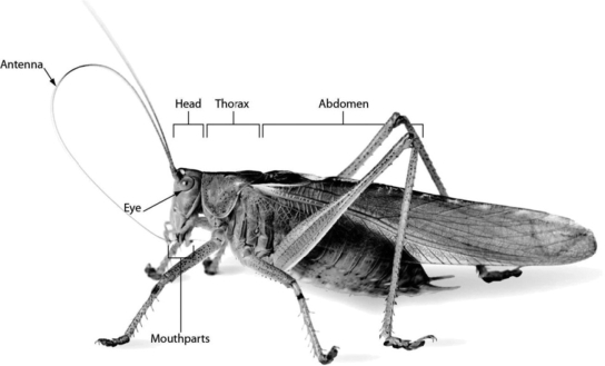 <strong>Insects, such as the grasshopper in the image, have ________. </strong> A)eight legs B)a two-part body: head and abdomen C)a three-part body: head, thorax, and abdomen D)no wings