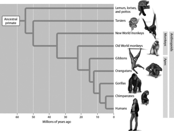 <strong> The evolutionary tree indicates that humans and orangutans shared a common ancestor approximately ________.</strong> A)1 million years ago B)7 million years ago C)12 million years ago D)20 million years ago