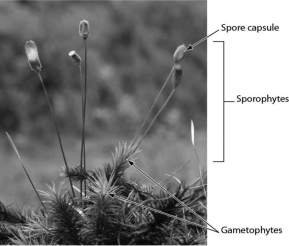 <strong>What is this organism? </strong> A)fern B)fungus C)bryophyte D)gymnosperm