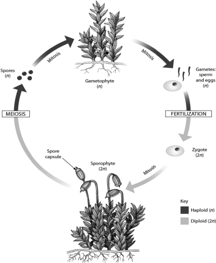 <strong>This diagram shows what process? </strong> A)origin of plants from green algae B)alternation of generations C)angiosperm life cycle D)gymnosperm life cycle