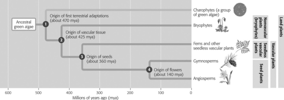<strong>If seed production had never evolved, which organisms would be missing in today's landscape? </strong> A)bryophytes and ferns only B)ferns and gymnosperms only C)gymnosperms and angiosperms only D)angiosperms and bryophytes only