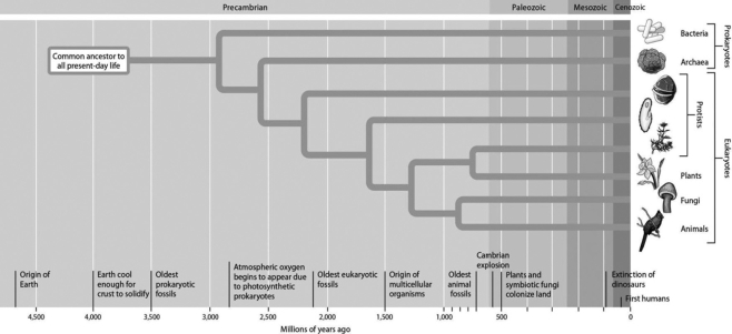 According to this evolutionary tree, the archaea and eukaryotes last shared a common ancestor ________.