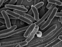 What kind of prokaryotes are shown in the figure?  