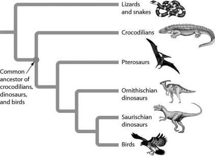 <strong>Examine the accompanying figure. According to the figure, cladistic analysis indicates that crocodiles are more closely related to ________ than to ________. </strong> A)bird;. pterosaurs B)snakes; birds C)Ornithischian dinosaur; pterosaurs D)birds; lizards