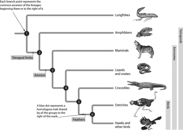 <strong>Examine the evolutionary tree below. This tree tells us that the amnion is found in ________. </strong> A)lungfishes and amphibians B)amphibians only C)mammals, lizards, and snakes only D)mammals, lizards, snakes, crocodiles, and birds