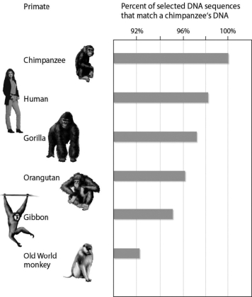 <strong>The accompanying figure shows the percent of selected DNA sequences that match between a chimpanzee and other primates. These data support the hypothesis that ________. </strong> A)the chimpanzee's closest surviving relative is humans B)chimpanzees and gibbons are the most closely related C)orangutans are the primates least closely related to chimpanzees D)Old World monkeys and gibbons are the most closely related