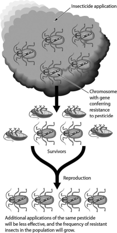 <strong>The accompanying figure shows what happens in insect populations when crops are sprayed with insecticides. This is an example of ________. </strong> A)natural selection B)genetic drift C)founder effect D)gene flow
